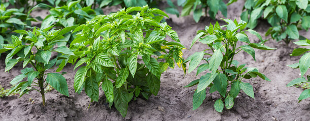 Green basil bush on field among the bell pepper plants
