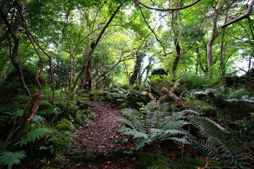 Obraz premium fine path through thick wild forest