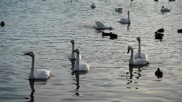 ラムサール条約 登録湿地「瓢湖」並んで泳ぐ白鳥の家族