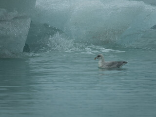 Seagull swim in the arctic ocean. Norwegian archipelago between Norway and the North Pole. Arctic...