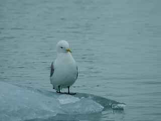 Seagull  on the ice floes of Svalbard. Norwegian archipelago between  Norway and the North Pole....