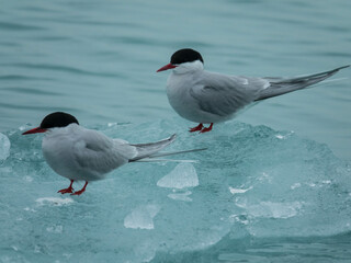 Two Adult Arctic Tern on the ice floes of Svalbard. Norwegian archipelago between  Norway and the North Pole. Arctic ocean, Svalbard, Norway.