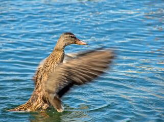 Single female duck taking off