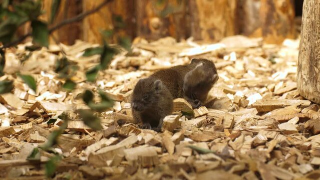 Small cuban hutia cleaning itself while sitting with its siblings