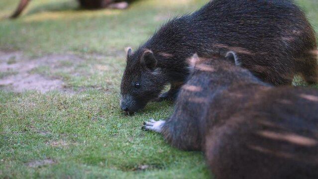 Group of cuban hutias resting on green grass in sunlight, slow motion