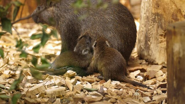 Female cuban hutia breastfeeding its small adorable children,close up