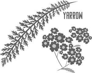 Yarrow plant vector silhouette. Branch yarrow with leaves medicinal herbs. Achillea millefolium branch with flowers silhouette for pharmaceuticals and cosmetology. © Innesa_Lignea Luna