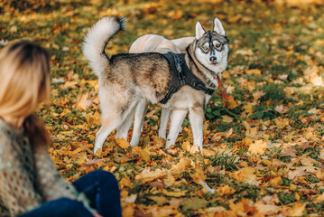Obraz premium A beautiful blonde is sitting in yellow leaves in a park and playing with her labrador.