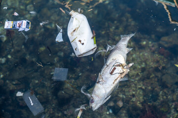 dead fish floating on Sea water pollution with plastic waste © MIKE FOUQUE