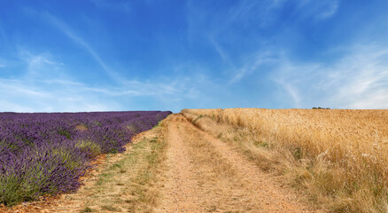 Fototapeta premium Champs de Lavandes en fleur et de blé, Valensole, Provence,Région PACA, Sud, France, Europe