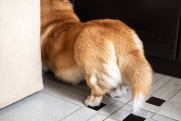 Tail view on cute pembroke welsh corgi dog