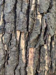 Classic brown bark pattern. suitable for making background images