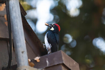 An Acorn Woodpecker doing somewhere in California