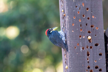 An Acorn Woodpecker doing somewhere in California