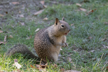 Naklejka na ściany i meble A ground Squirrel somewhere in a park