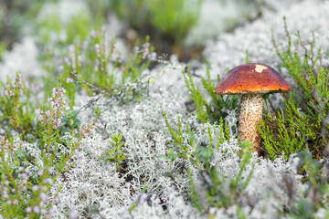A forest edible brown boletus mushroom growing in a natural background. Karelia