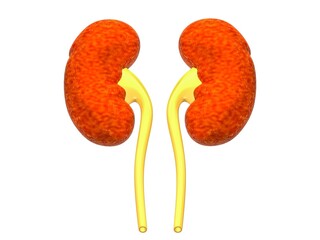 human kidneys anatomy