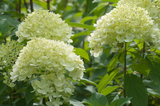 Hydrangea Light Green Flowers, Close Up Photo