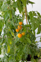 Concept of home gardening. Tomato seedlings in the pot with ripe orange fruit.