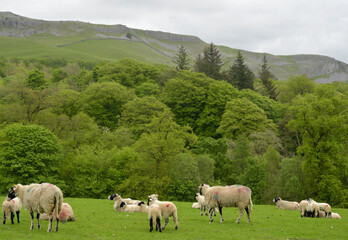 Fototapeta premium Sheep in fields above Clapham in Yorkshire Dales
