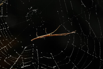 Insect on a spider web