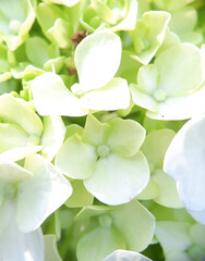 Hydrangea flowers of white color, in Indonesia hydrangea flowers are known for bokor flowers. Most species of this flower come from Japan and China. 