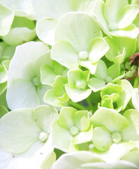 Hydrangea flowers of white color, in Indonesia hydrangea flowers are known for bokor flowers. Most species of this flower come from Japan and China. 