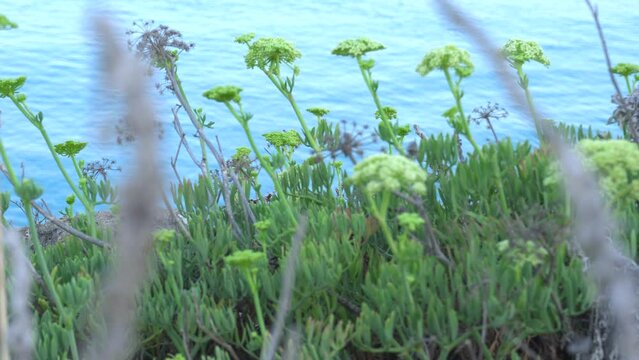 Stalks of the Mediterranean Sea fennel plant at dawn, Crithmum maritimum, with the Mediterranean Sea out of focus in the background