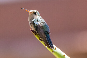 hummingbird on a tree branch small colorful with depth of field

