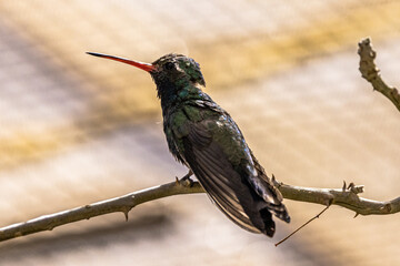 hummingbird on a tree branch small colorful with depth of field
