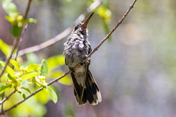 hummingbird on a tree branch small colorful with depth of field

