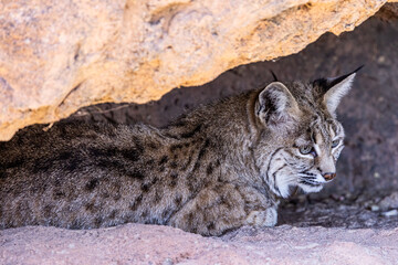 Obraz premium Photo of a bobcat, similar to a lynx