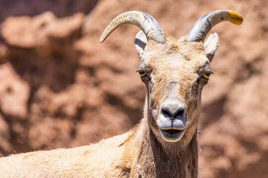 Photo of a ram's face