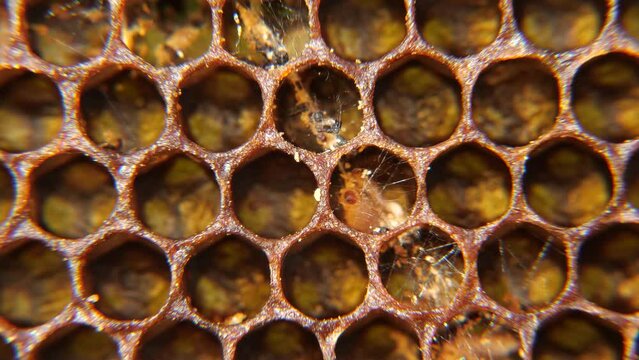 The larva of the wax moth gnaws and eats the honeycomb. 
The wax moth multiplies rapidly. Its larvae eat wax, pollen, bee bread and honey.
Used in alternative medicine.
