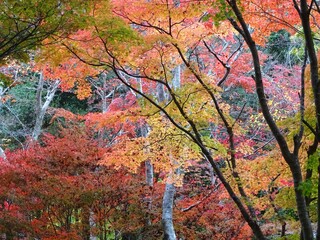 瑞宝寺公園の紅葉