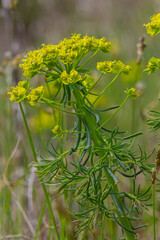 Cypress spurge - Euphorbia cyparissias spring flowering herb