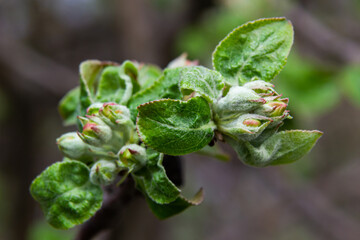 Fresh pink and white blossom flower buds of the Discovery Apple tree, Malus domestica, blooming in springtime