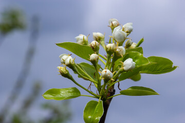 Pear blossom and spring season. Pear tree in bloom. Blurred background. Pear blossom in early spring