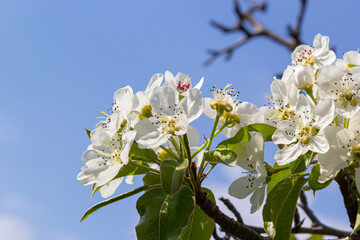 Pear blossom and spring season. Pear tree in bloom. Blurred background. Pear blossom in early spring