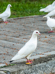 Close-up of wild pigeons on the ground in Taichung Park, Taiwan.