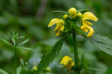 Obraz premium Lamiastrum galeobdolon other name Galeobdolon luteum, perennial yellow flowering herb .blossoms of yellow archangel in spring, green background