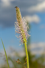 Plantago lanceolata is a species of flowering plant in the plantain family Plantaginaceae. It is known by the common names ribwort plantain and narrowleaf plantain