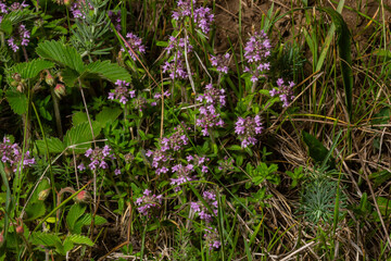The macrophoto of herb Thymus serpyllum, Breckland thyme. Breckland wild thyme, creeping thyme, or elfin thyme blossoms close up. Natural medicine. Culinary ingredient and fragrant spice in habitat