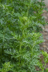 Wormwood Artemisia absinthium in garden. Wormwood plant used for herbal medicine