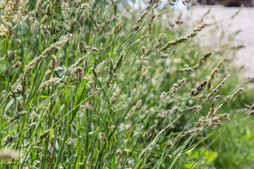 Wild grasses against sunset in springtime in front of north atlantic ocean in sunset .Close up of seeds and pollen on a cat grass, dactylis glomerata, plant