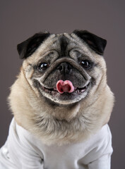 disabled dog. charming pug on a dark background. Pet portrait in studio