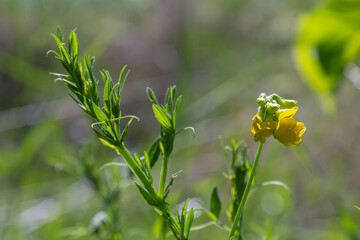 A Lathyrus pratensis flower of the meadow growing on the summer meadow