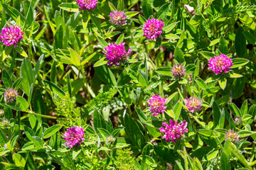 Trifolium pratense. Thickets of a blossoming clover. Red clover plants in sunshine. Honey bee at red clover flower. Flowering field with red clover and green grass