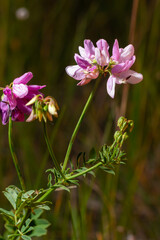 Fototapeta premium Close up, macro. Crownvetch or Securigera varia Coronilla varia or purple crown vetch. Flowering field plants.