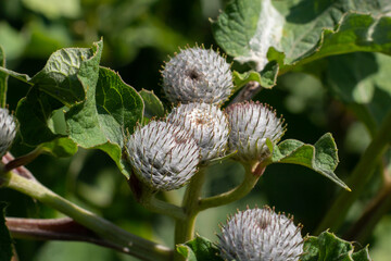 Arctium tomentosum, commonly known as the woolly burdock or downy burdock, is a species of burdock...
